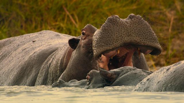 Imagen Animales a lo grande 1x5