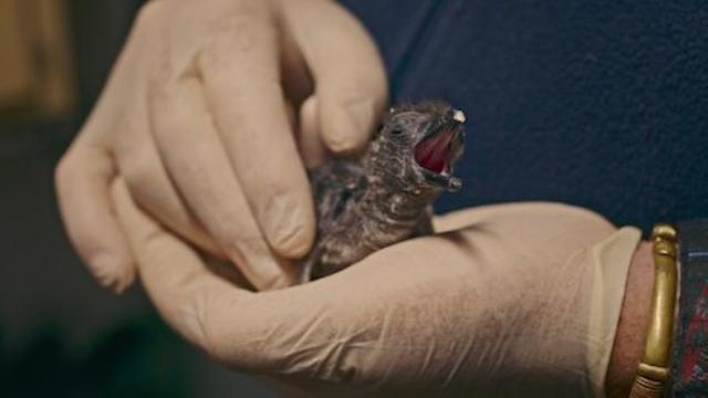 Imagen Colonia Pingüino 1x4