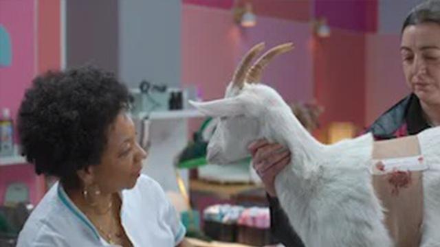 Imagen Animal 1x7